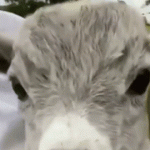 Screaming Goat Sound Effect