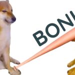 Doge Bonk Meme Sound Effect