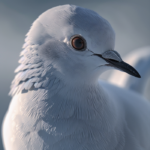 Dove Bird Sound Effect
