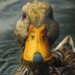 Duck Quack Quack Quack Sound Effect